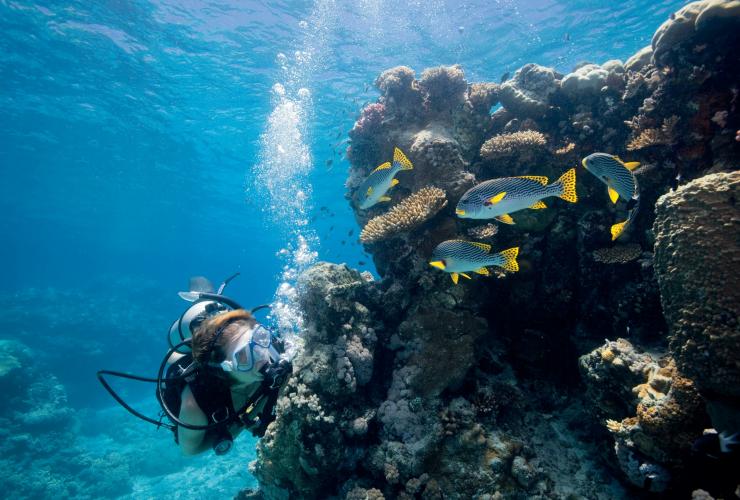 Snorkelling, Lizard Island, Whitsunday Islands, Great Barrier Reef, QLD © Tourism and Events Queensland, Darren Jew Snorkelling, Lizard Island, Whitsunday Islands, Great Barrier Reef, QLD © Tourism and Events Queensland, Darren Jew