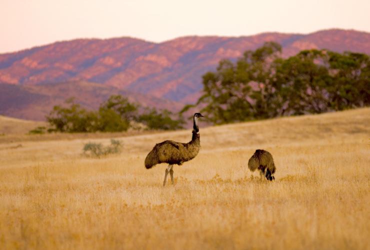 Emus, Arkaba, Flinders Ranges, SA © Wild Bush Luxury Emus, Arkaba, Flinders Ranges, SA © Wild Bush Luxury