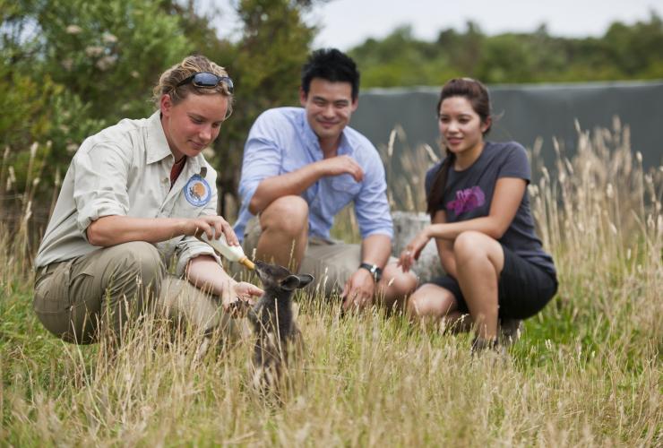 Couple with a ranger feeding baby swamp wallaby at the Great Ocean Eco Lodge © Visit Victoria Couple with a ranger feeding baby swamp wallaby at the Great Ocean Eco Lodge © Visit Victoria