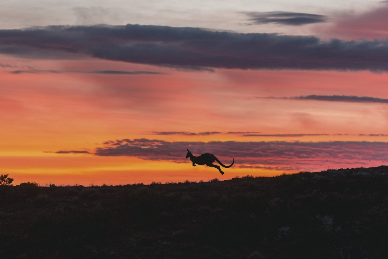Kangaroo at sunset jumping through Arkaba in Flinders Ranges National Park in South Australia © South Australian Tourism Commission Kangaroo at sunset jumping through Arkaba in Flinders Ranges National Park in South Australia © South Australian Tourism Commission
