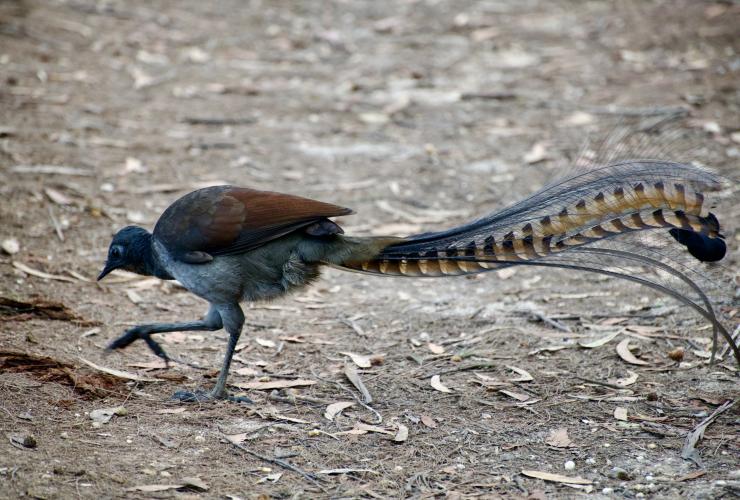 A bird with brown and grey feathers on its body and a long, striped feather tail walking on the ground during a tour with Sydney Bespoke Tours, Sydney, New South Wales © Sydney Bespoke Tours / Australian Wildlife Journeys A bird with brown and grey feathers on its body and a long, striped feather tail walking on the ground during a tour with Sydney Bespoke Tours, Sydney, New South Wales © Sydney Bespoke Tours / Australian Wildlife Journeys