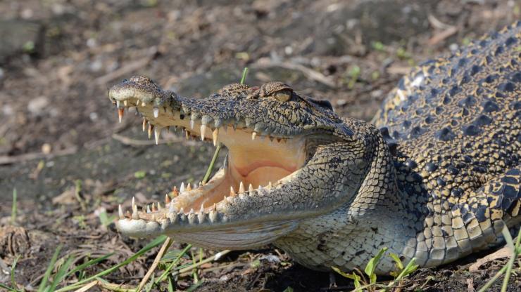 Saltwater crocodile, Lords Kakadu & Arnhemland Safaris, Kakadu National Park NT © Lords Kakadu & Arnhemland Safaris Saltwater crocodile, Lords Kakadu & Arnhemland Safaris, Kakadu National Park NT © Lords Kakadu & Arnhemland Safaris