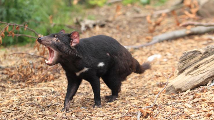 Tasmanian devil, Premier Travel Tasmania, TAS © Australian Wildlife Journeys Tasmanian devil, Premier Travel Tasmania, TAS © Australian Wildlife Journeys