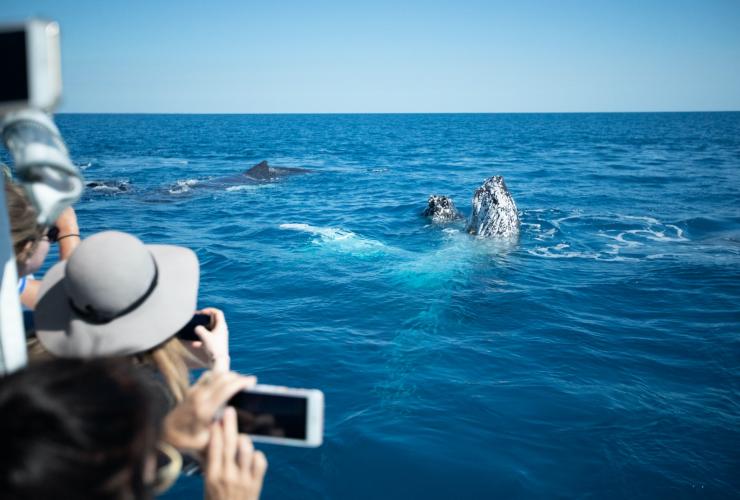 Humpback Whale Mugging, Hervey Bay, Queensland © Pacific Whale Foundation Eco-Adventures Australia Humpback Whale Mugging, Hervey Bay, Queensland © Pacific Whale Foundation Eco-Adventures Australia