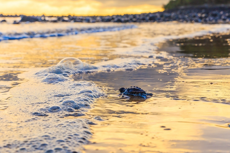 A baby turtle scuttling to the ocean at Mon Repos, Southern Great Barrier Reef, Queensland © Jewels Lynch/Tourism Events Queensland A baby turtle scuttling to the ocean at Mon Repos, Southern Great Barrier Reef, Queensland © Jewels Lynch/Tourism Events Queensland