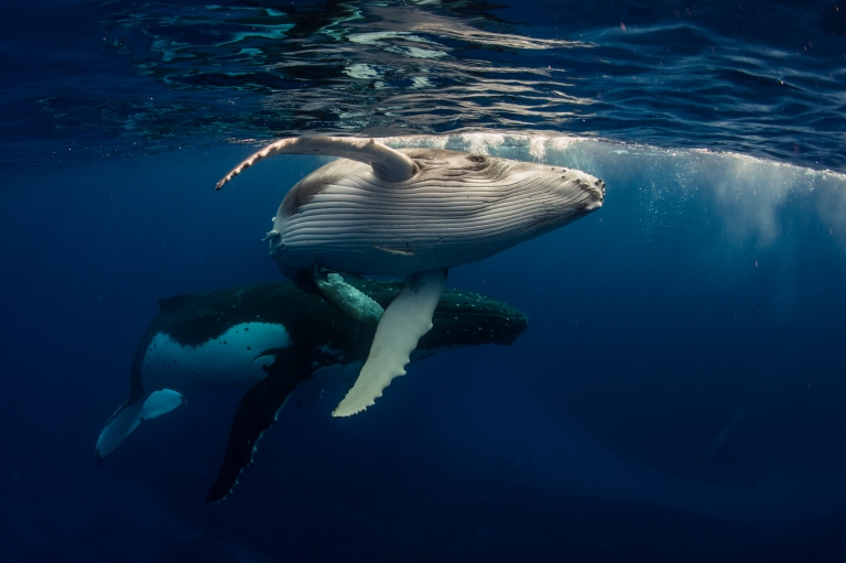 Humpback whales, Dive Jervis Bay, Jervis Bay, NSW © Dive Jervis Bay Humpback whales, Dive Jervis Bay, Jervis Bay, NSW © Dive Jervis Bay