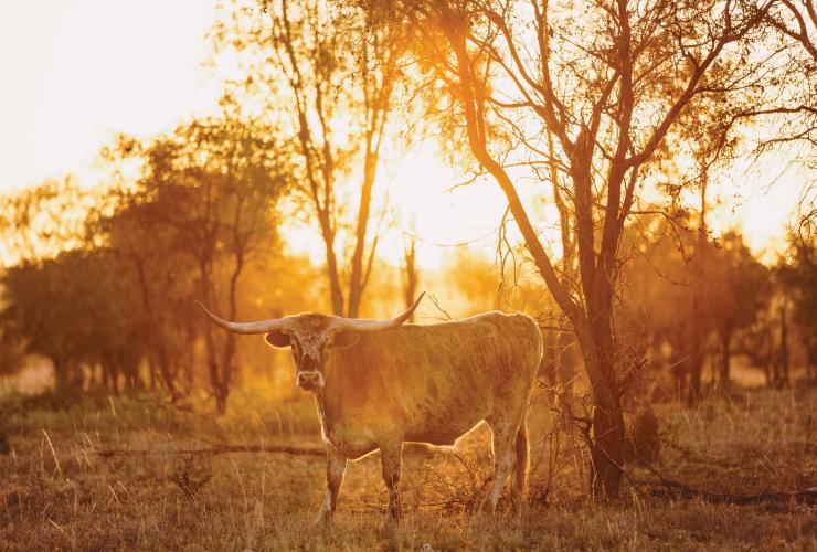 Texas longhorn cattle, Charters Towers, QLD © Melissa Findley, Tourism and Events Queensland Texas longhorn cattle, Charters Towers, QLD © Melissa Findley, Tourism and Events Queensland
