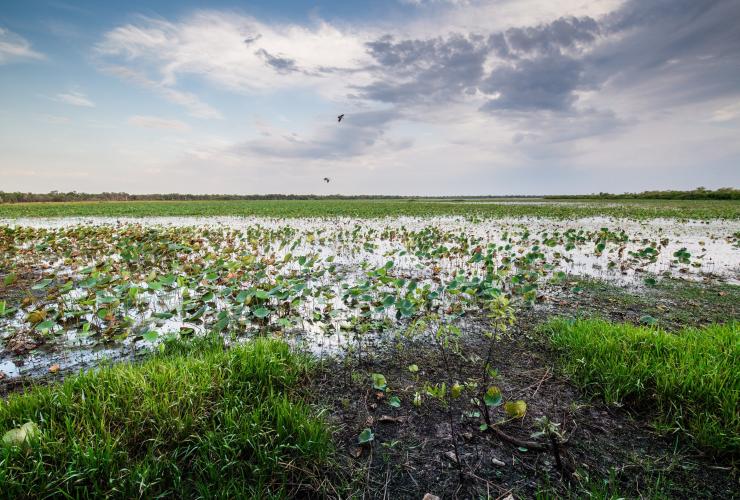 Mamukala Wetlands, Kakadu, NT © Tourism NT/Navin Chandra 