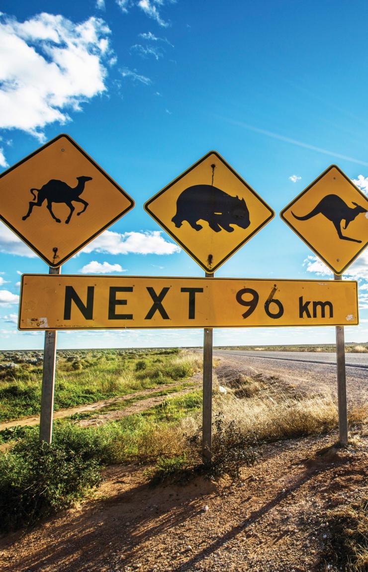 Road sign warning of wildlife including kangaroos and wombats along the Eyre Highway, Nullarbor, South Australia © Greg Snell, Tourism Australia Road sign warning of wildlife including kangaroos and wombats along the Eyre Highway, Nullarbor, South Australia © Greg Snell, Tourism Australia