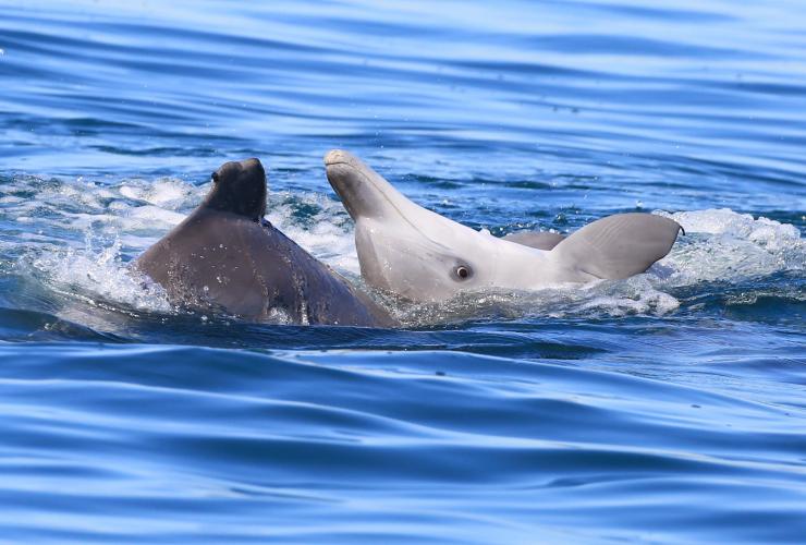 Dolphin Research Expeditions, Moreton Bay, QLD © Dolphin Research Australia Dolphin Research Expeditions, Moreton Bay, QLD © Dolphin Research Australia