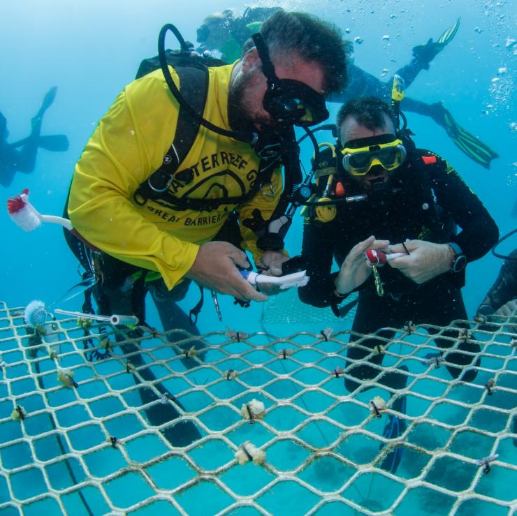 Passions of Paradise Environmental Sustainability Coordinator Russell Hosp preparing coral fragments for the Hastings Reef Nursery Passions of Paradise Environmental Sustainability Coordinator Russell Hosp preparing coral fragments for the Hastings Reef Nursery