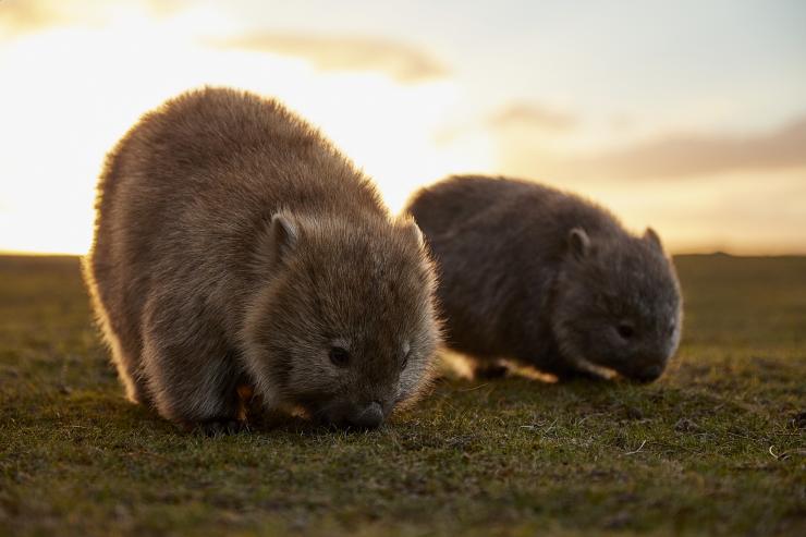 Wombats, Maria Island, Tasmania © Tourism Australia Wombats, Maria Island, Tasmania © Tourism Australia