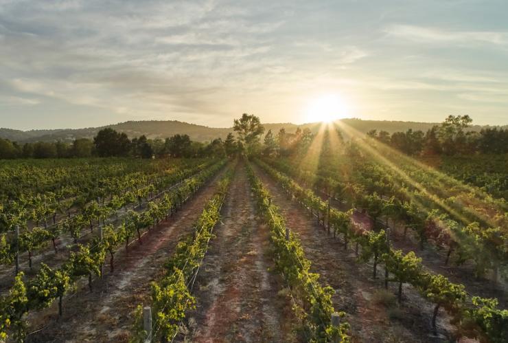 Vineyard grounds of Faber Vineyard in Swan Valley © Francis Andrich