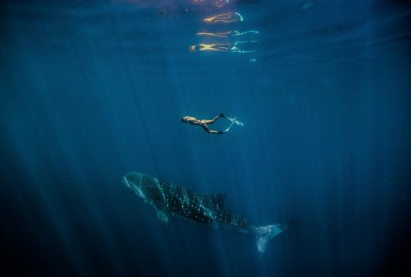 Female swimming with a Whale Shark (Rhincodon typus), Ningaloo Marine Park, WA © Tourism Western Australia 