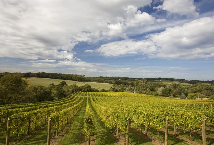 Vineyard in the Mornington Peninsula © Victorian Wine Industry Association Vineyard in the Mornington Peninsula © Victorian Wine Industry Association