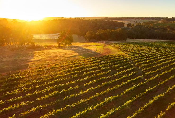 Aerial view over Amato Vino in Margaret River © Tourism Western Australia Aerial view over Amato Vino in Margaret River © Tourism Western Australia