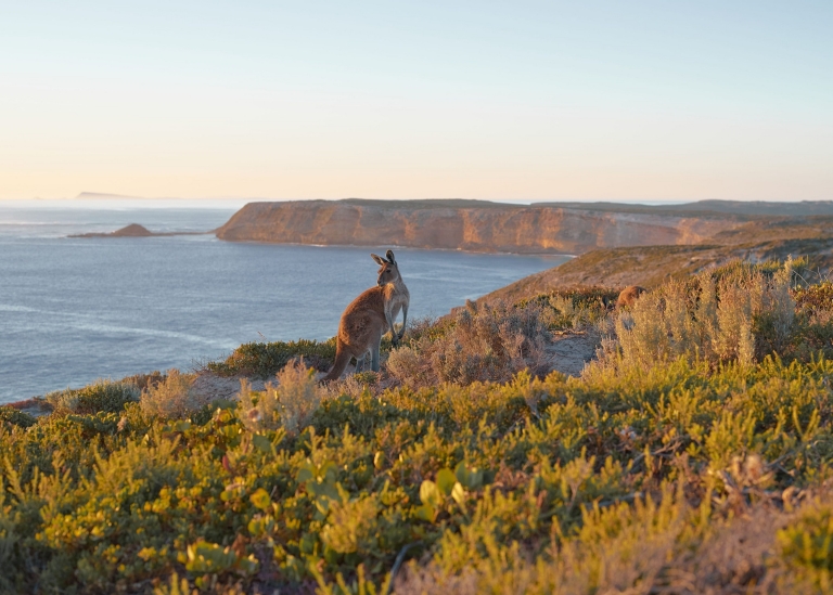 Cape du Couedic, Kangaroo Island, South Australia © Aquiles Pamparana Cape du Couedic, Kangaroo Island, South Australia © Aquiles Pamparana