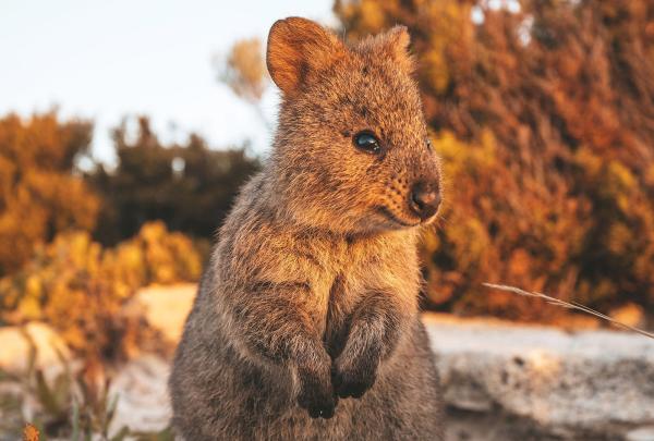 Quokka, Rottnest Island, WA © James Fisher