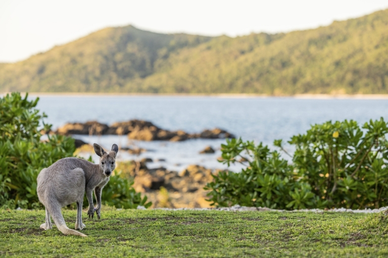 A kangaroo looking at the camera on Daydream Island, Whitsundays, Queensland © Tourism Australia A kangaroo looking at the camera on Daydream Island, Whitsundays, Queensland © Tourism Australia