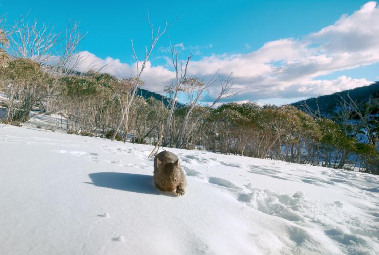 Wombat walking in the snow, Mount Kosciuszko, NSW © Tourism Australia Wombat walking in the snow, Mount Kosciuszko, NSW © Tourism Australia