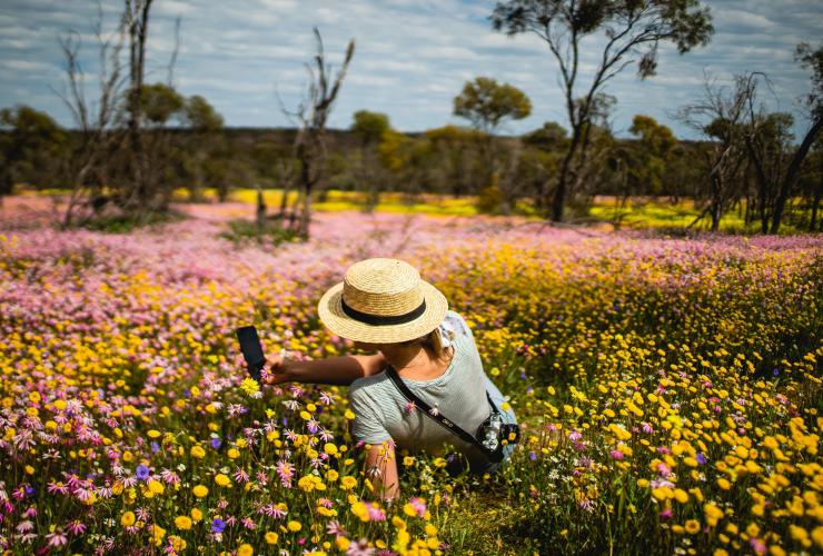 Woman sitting in a field of wildflowers in Coalseam Conservation Park © Tourism Western Australia Woman sitting in a field of wildflowers in Coalseam Conservation Park © Tourism Western Australia