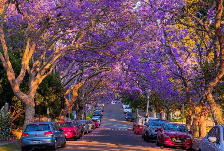 A road surrounded by purple jacaranda trees © Destination NSW A road surrounded by purple jacaranda trees © Destination NSW