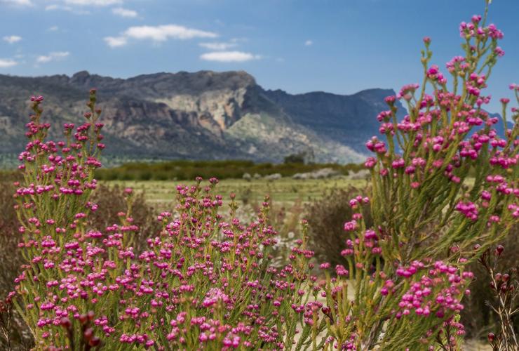 Wildflowers in bloom in front of a mountain in the Grampians © Visit Victoria Wildflowers in bloom in front of a mountain in the Grampians © Visit Victoria
