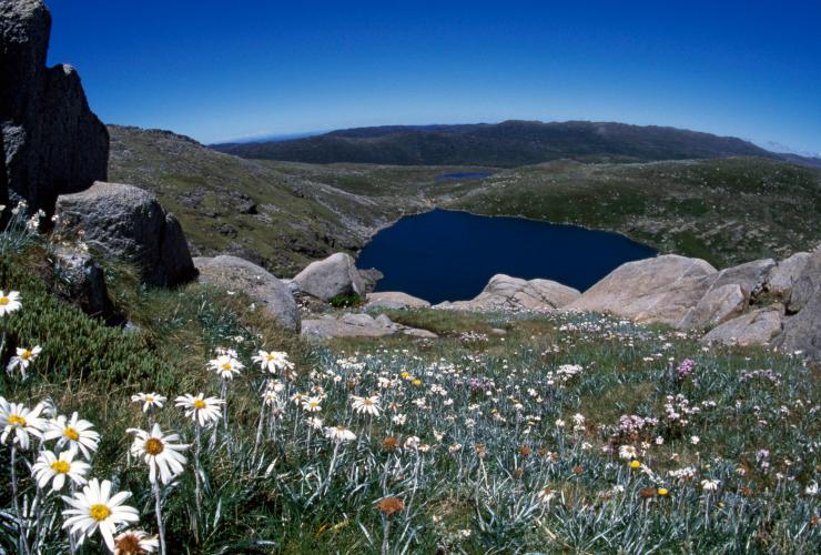 Flowers in bloom at a lookout in Kosciuszko National Park © Tourism Australia Flowers in bloom at a lookout in Kosciuszko National Park © Tourism Australia