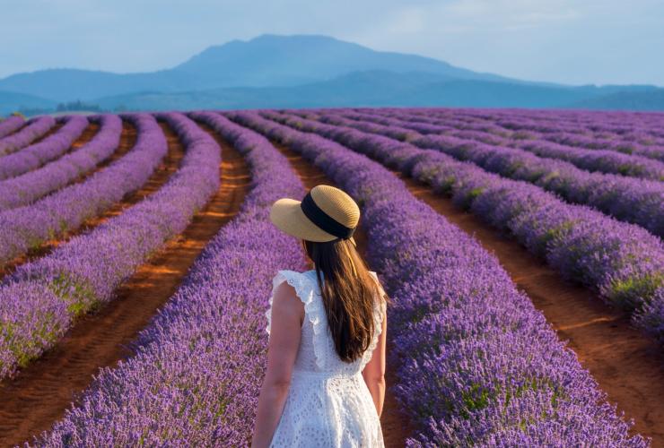 Young woman looking at rows of lavender at Bridestowe Lavender Estate © Luke Tscharke Young woman looking at rows of lavender at Bridestowe Lavender Estate © Luke Tscharke
