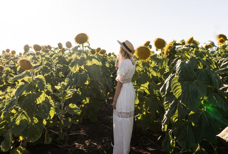 Young woman standing in a sunflower field © Scott Pass Young woman standing in a sunflower field © Scott Pass