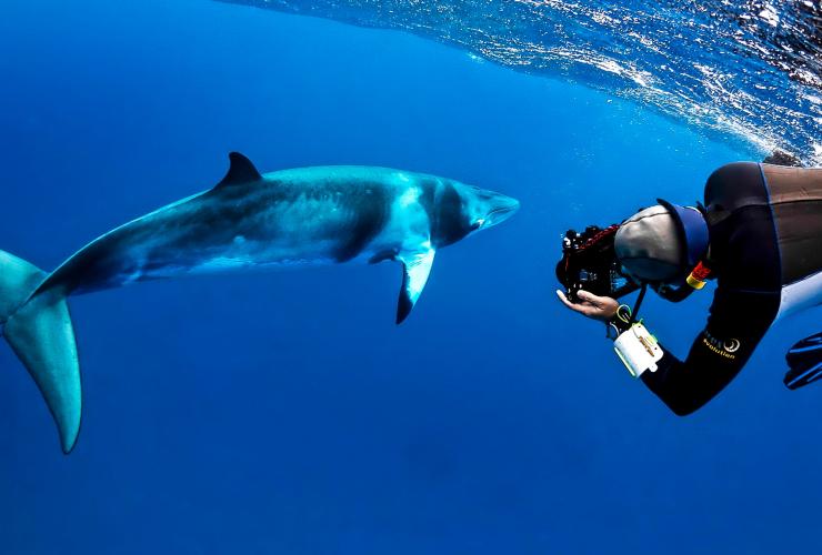Minke whale, Mike Ball Dive Expeditions, Cairns, QLD © Shae Callaghan Minke whale, Mike Ball Dive Expeditions, Cairns, QLD © Shae Callaghan