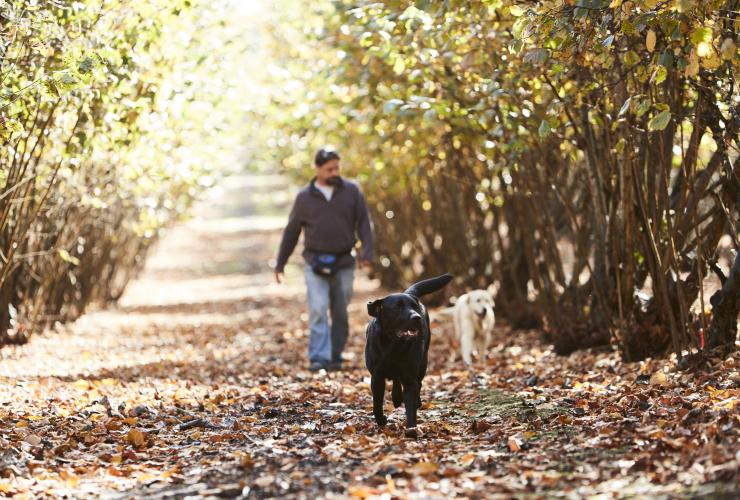 Hunting for truffles, The Truffle & Wine Co., Manjimup, WA © Tourism Western Australia Hunting for truffles, The Truffle & Wine Co., Manjimup, WA © Tourism Western Australia