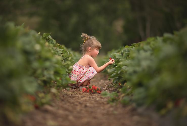 Beerenberg Farm, Adelaide Hills, South Australia © Megan Crabb Beerenberg Farm, Adelaide Hills, South Australia © Megan Crabb