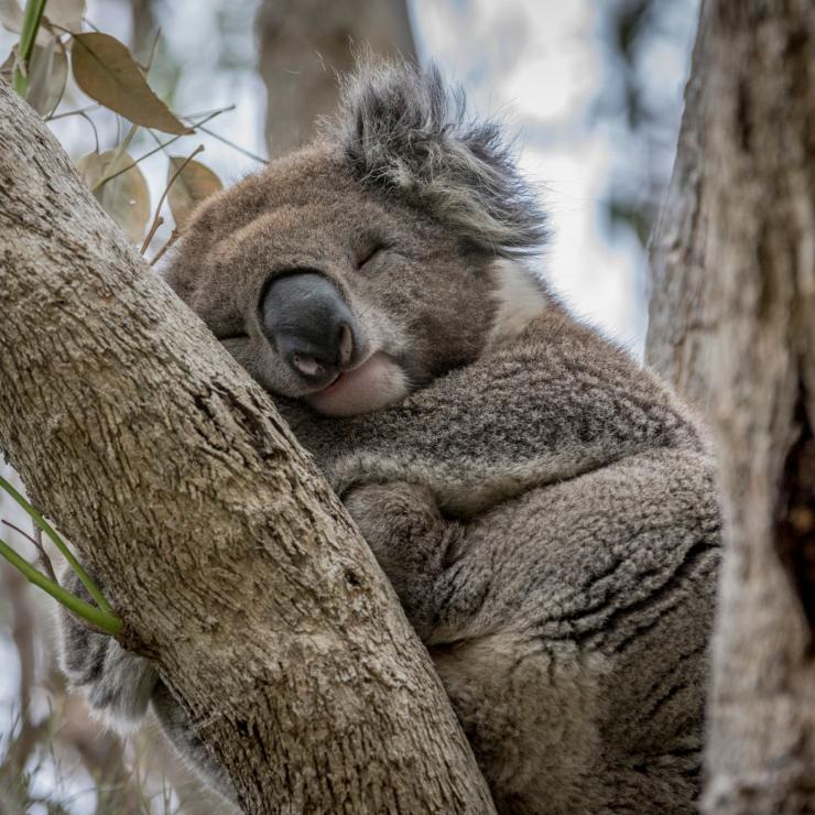 Koala in Kennett River, VIC © Darren Donlen Koala in Kennett River, VIC © Darren Donlen