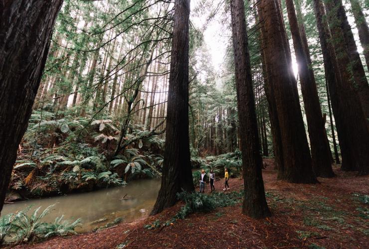Californian Redwoods, Beech Forest, VIC © Great Ocean Road Tourism Californian Redwoods, Beech Forest, VIC © Great Ocean Road Tourism