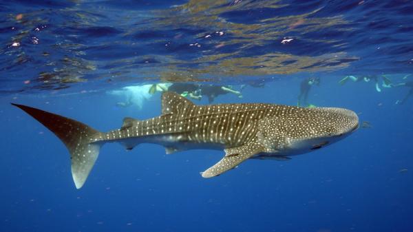  Whale shark, Exmouth Dive & Whalesharks Ningaloo, Ningaloo Marine Park, WA © Exmouth Diving Centre