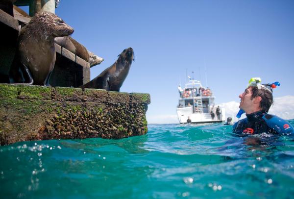 Moonraker Dolphin Swim, Mornington Peninsula, VIC© Visit Victoria