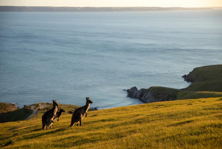 Deep Creek Conservation Park, Fleurieu Peninsula, SA © Jack Brookes Deep Creek Conservation Park, Fleurieu Peninsula, SA © Jack Brookes