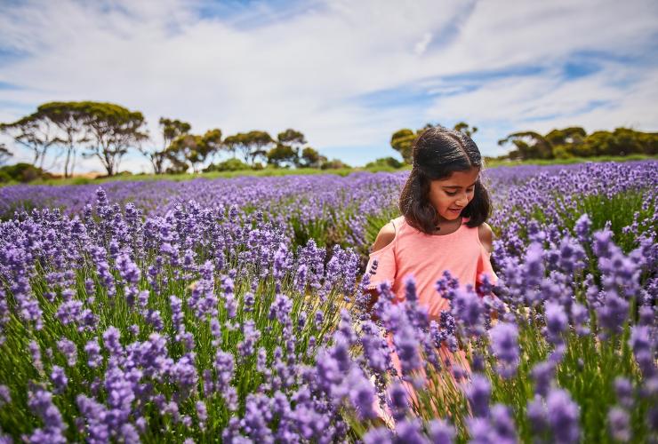 Emu Bay Lavender Farm, Kangaroo Island, SA © South Australian Tourism Commission Emu Bay Lavender Farm, Kangaroo Island, SA © South Australian Tourism Commission