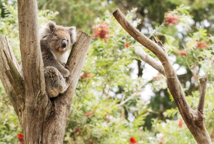 Kangaroo Island Wildlife Park, Kangaroo Island, SA © Julie Fletcher Kangaroo Island Wildlife Park, Kangaroo Island, SA © Julie Fletcher