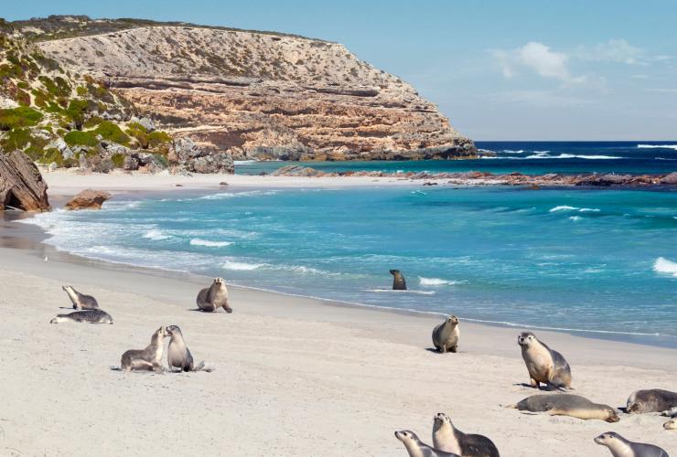 Seal Bay Conservation Park, Kangaroo Island, SA © South Australian Tourism Commission Seal Bay Conservation Park, Kangaroo Island, SA © South Australian Tourism Commission