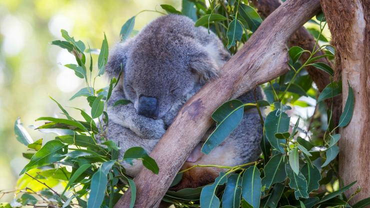 Koala Hospital, Port Macquarie, NSW © Destination NSW Koala Hospital, Port Macquarie, NSW © Destination NSW