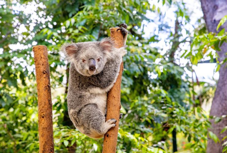 Currumbin Wildlife Sanctuary, Currumbin, Queensland © Tourism and Events Queensland Currumbin Wildlife Sanctuary, Currumbin, Queensland © Tourism and Events Queensland