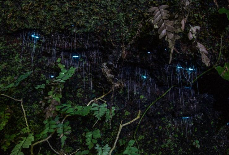 Glow worms on the night tour with Southern Cross 4WD Tours in Tamborine National Park © Southern Cross 4WD Tours Glow worms on the night tour with Southern Cross 4WD Tours in Tamborine National Park © Southern Cross 4WD Tours