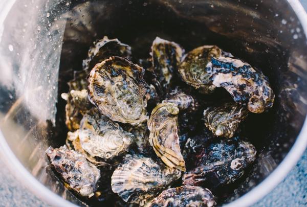 Oysters, Tasmanian Seafood Seduction, Pennicott Wilderness Journeys, Bruny Island, TAS © Tourism Australia