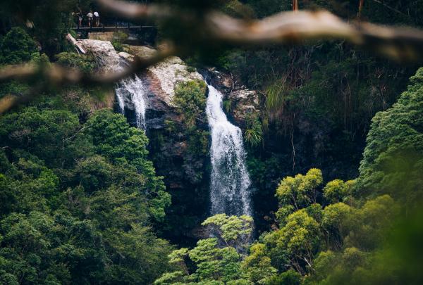 Warrie Circuit at Springbrook National Park © Destination Gold Coast