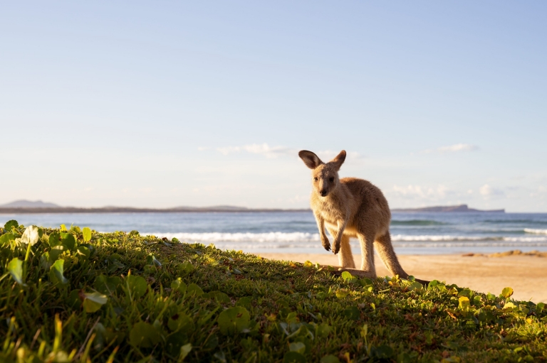 Small brown kangaroo looking at the camera on Diamond Head Beach in Crowdy Bay National Park, New South Wales © Tourism Australia Small brown kangaroo looking at the camera on Diamond Head Beach in Crowdy Bay National Park, New South Wales © Tourism Australia