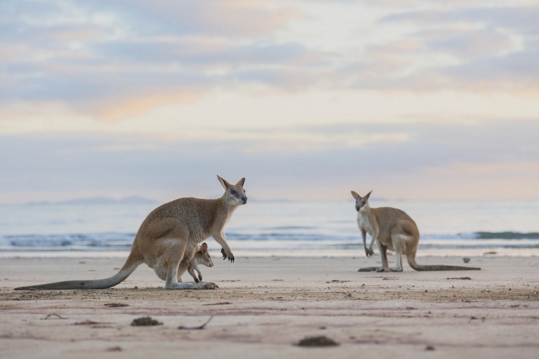 Kangaroos on the beach at sunset at Cape Hillsborough National Park in Queensland © Tourism and Events Queensland Kangaroos on the beach at sunset at Cape Hillsborough National Park in Queensland © Tourism and Events Queensland