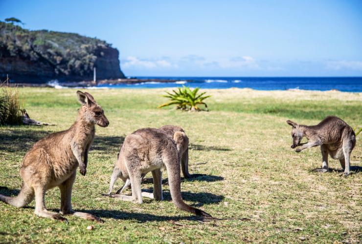 Kangaroos on the grass beside Pebbly Beach in Murramarang National Park © Tourism Australia Kangaroos on the grass beside Pebbly Beach in Murramarang National Park © Tourism Australia
