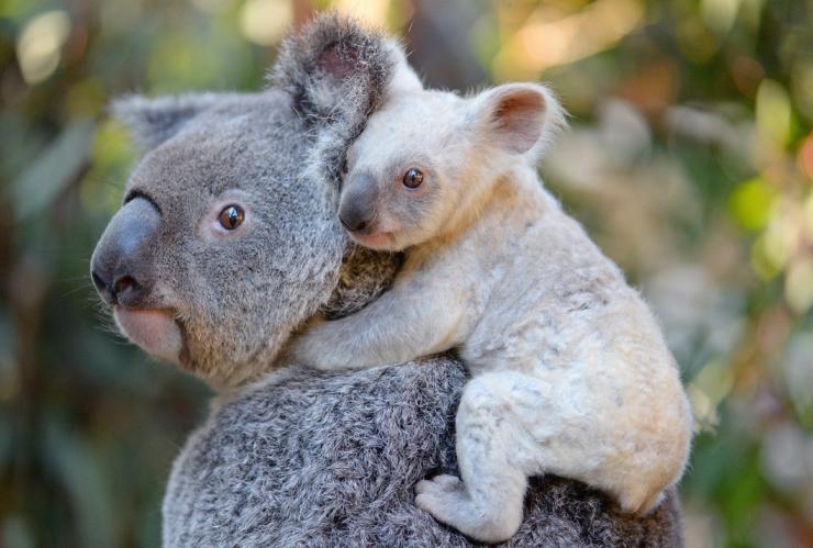 Koala joey with mother, Australia Zoo, Beerwah, Queensland © Ben Beaden / Australia Zoo Koala joey with mother, Australia Zoo, Beerwah, Queensland © Ben Beaden / Australia Zoo